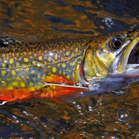 Brook Trout