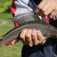 Arctic Grayling