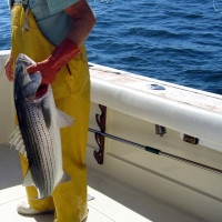 Striped Bass (Rockfish)