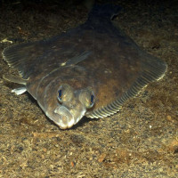 Flounder