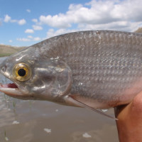 Goldeye