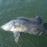 Tripletail