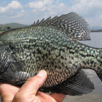 Crappie