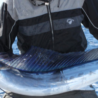 Short Bill Spearfish