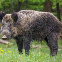 ​Wild Boar