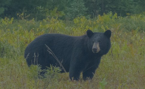 Black Bear Hunting