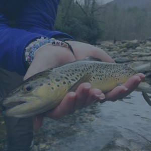 TROPHY CORNER: MAR 2017