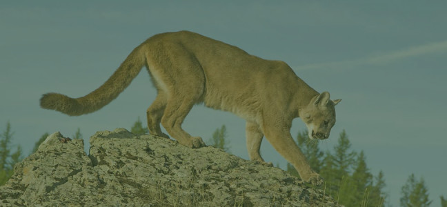 Mountain Lion