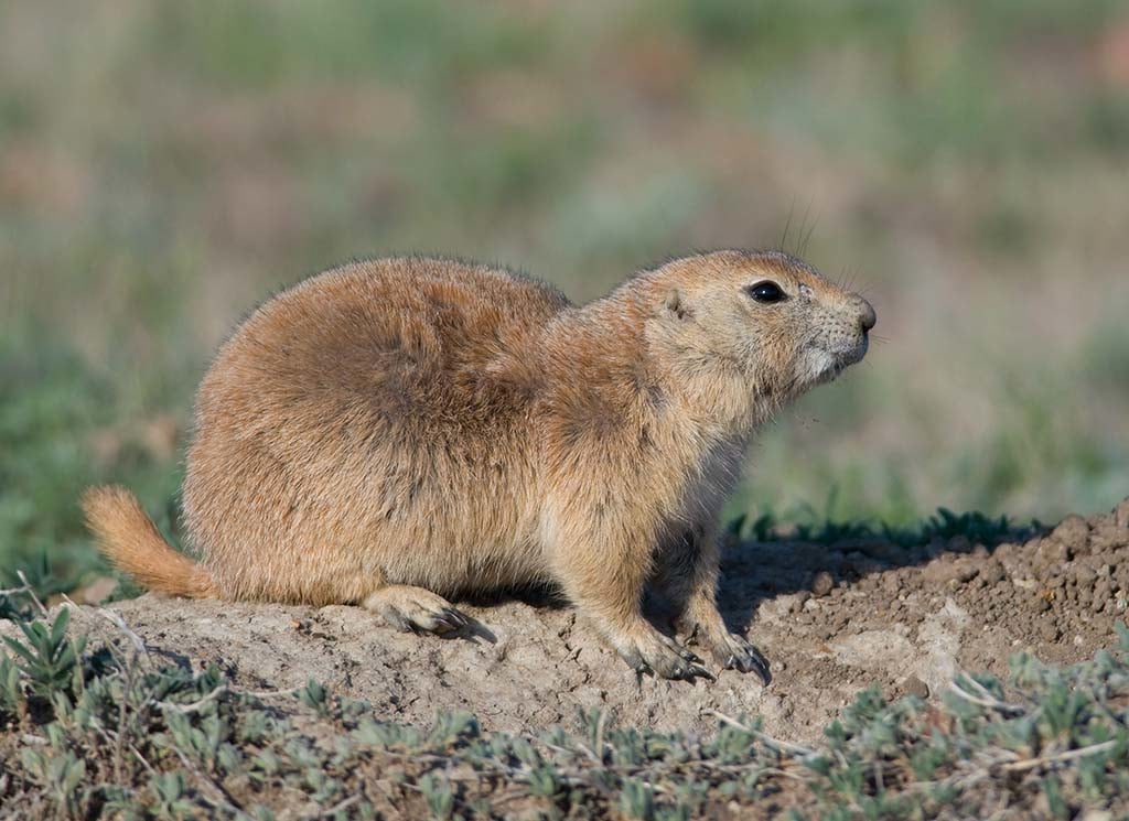 Varmints Hunting Fin & Field