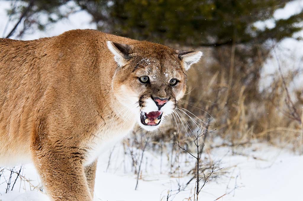 cougar mountain lion