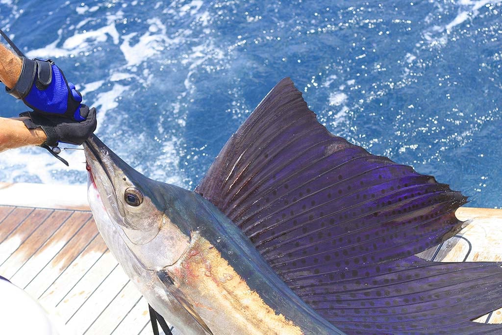 kite fishing for sailfish