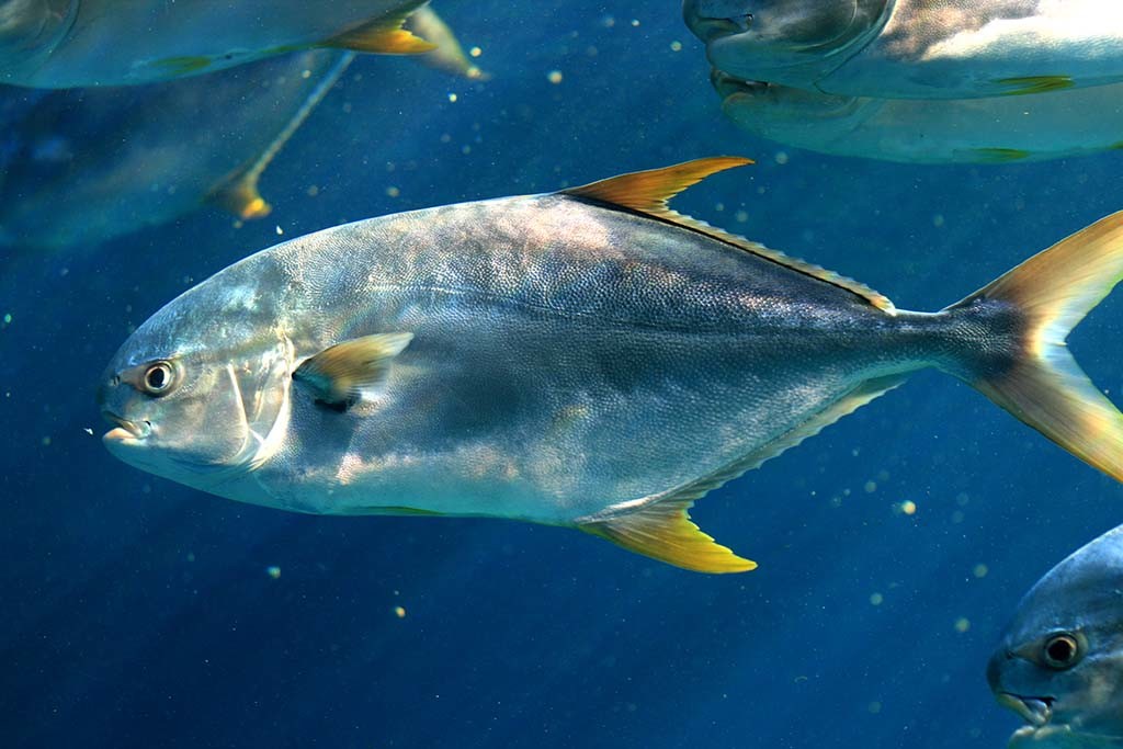 Fish with Yellow fins