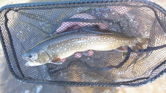 Splake Fishing | Fin & Field