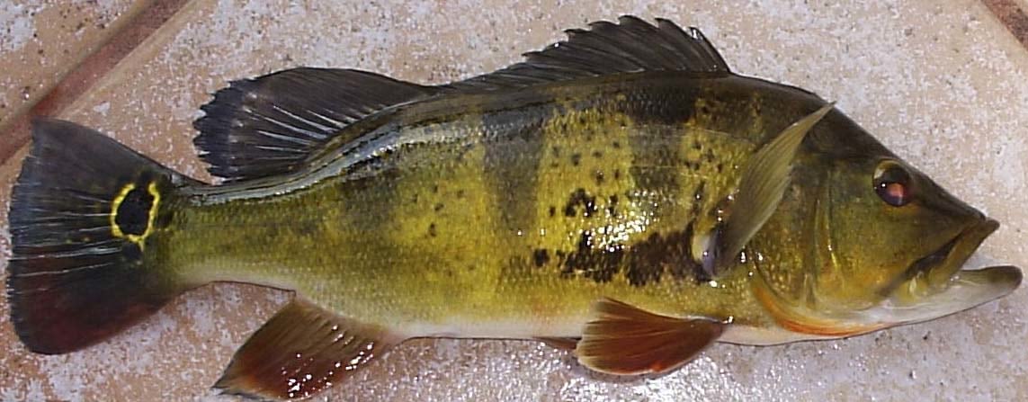 Peacock Bass: The Powerful and Merciless Kings of the  