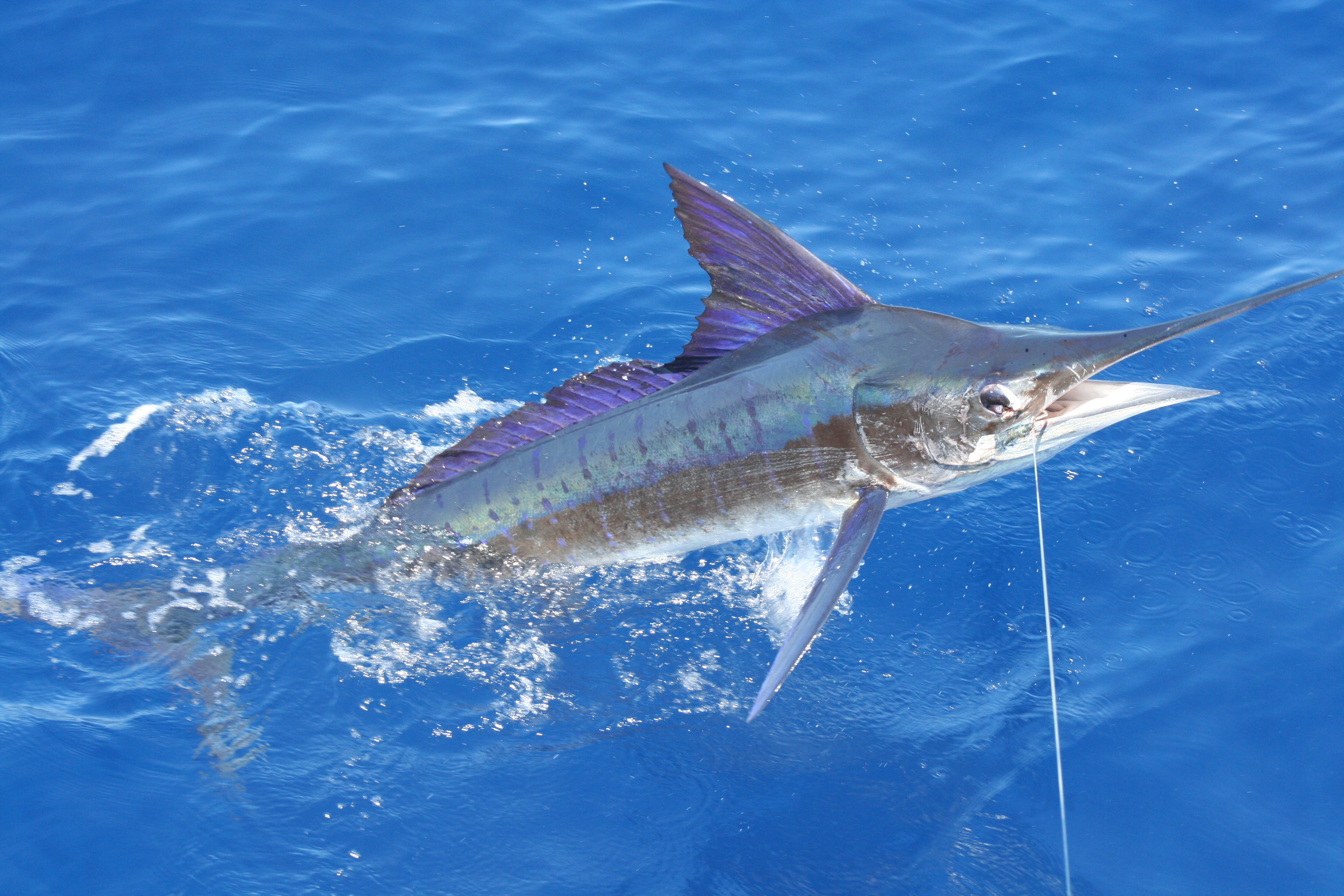 Striped Marlin Fishing Fin & Field