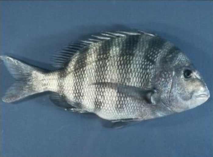 sheepshead fish freshwater