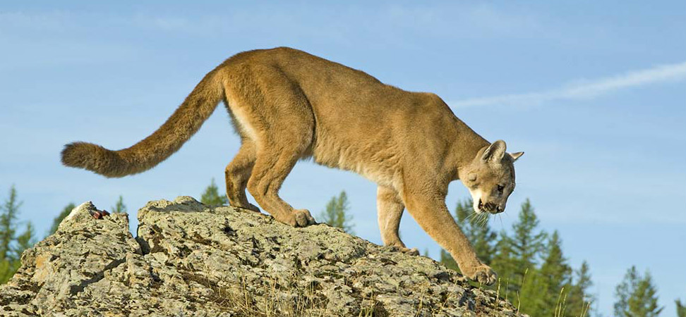 Mountain Lion