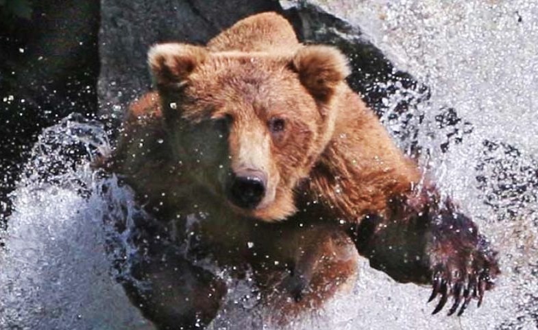 SPORTSMAN FIRST TROPHY CORNER: JAN. 2017