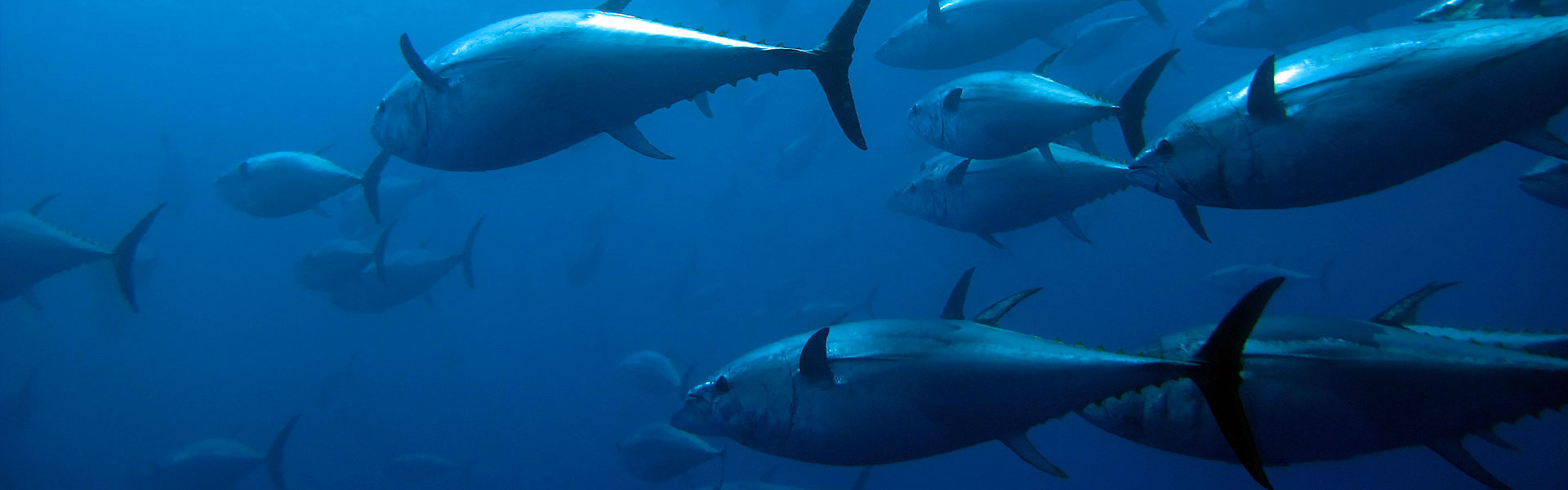 Big Tuna Fishing Adventure Giveaway