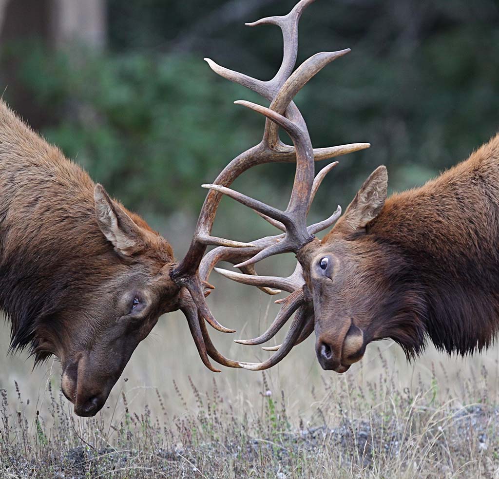 Idaho Elk Hunting