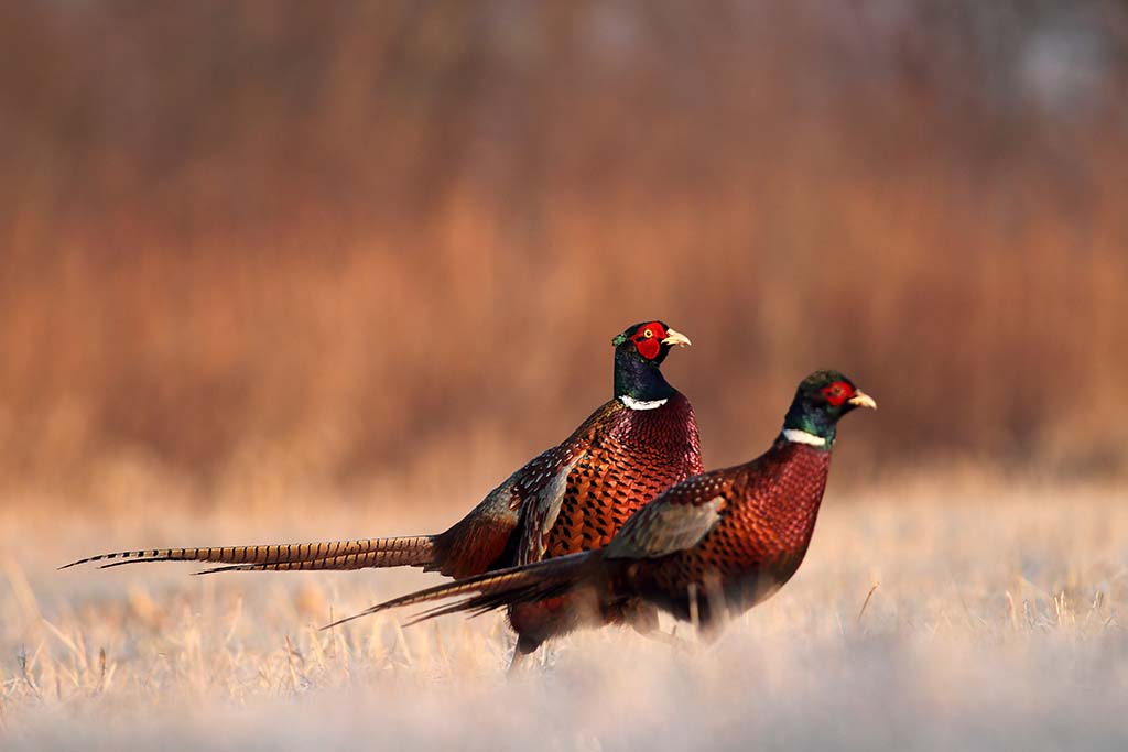 Pheasant