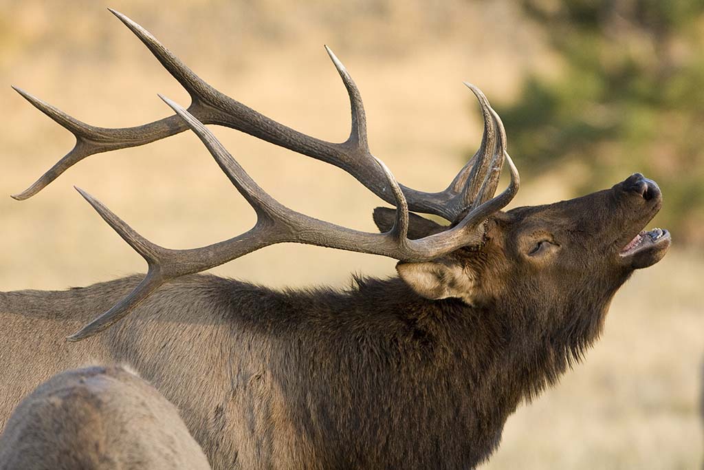 world record rocky mountain elk