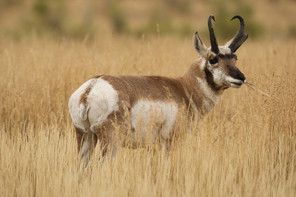 Pronghorn Antelope