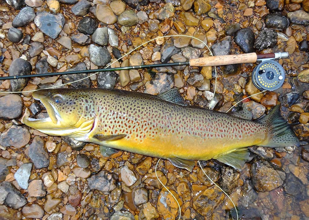 Brown Trout Fishing | Fin & Field
