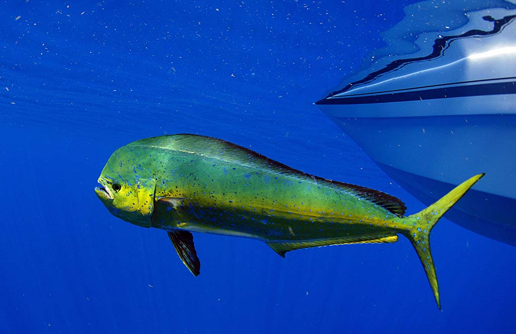 Mahi-Mahi (Dorado, Dolphinfish)