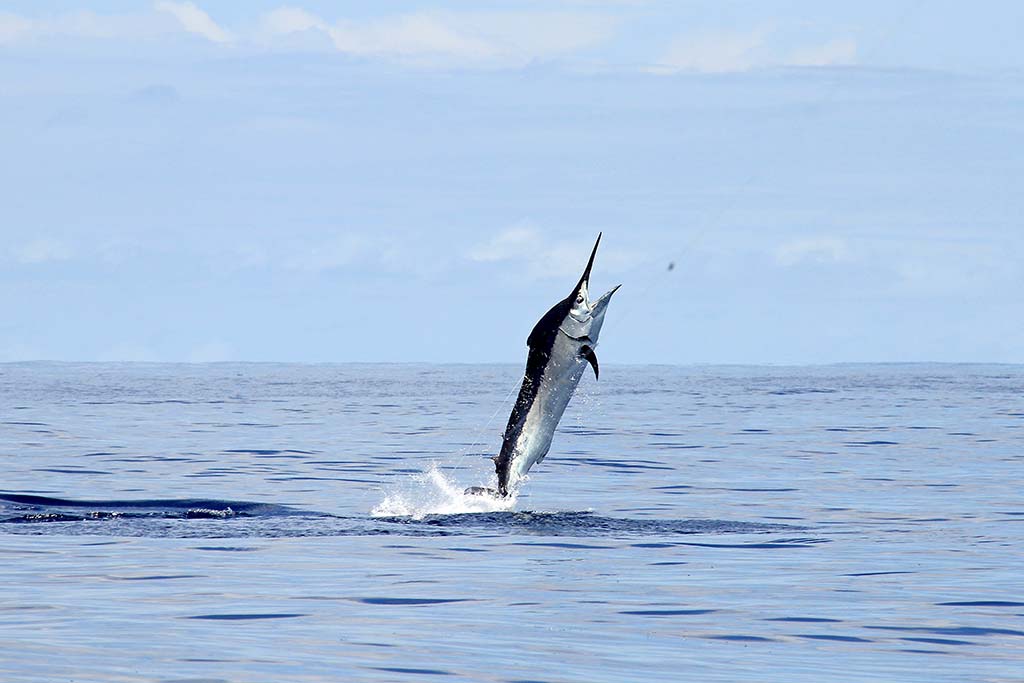 Black Marlin