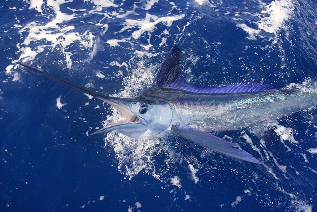 White Marlin