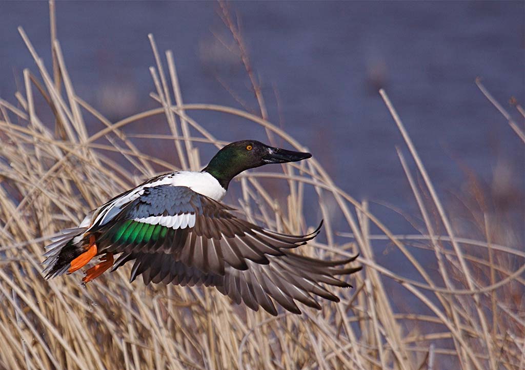 Northern Shoveler