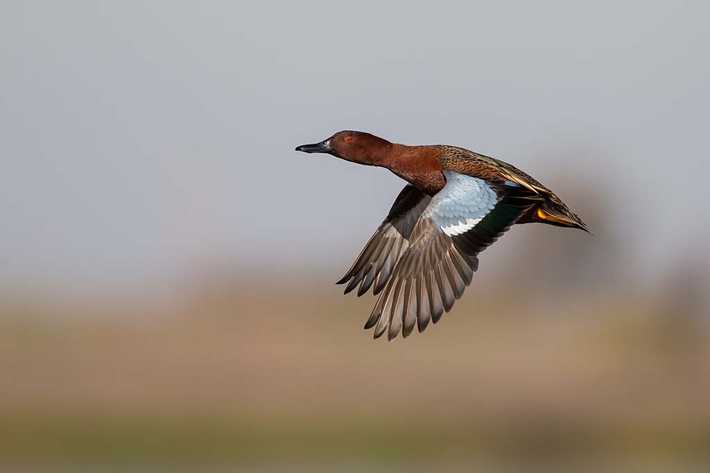 Cinnamon Teal