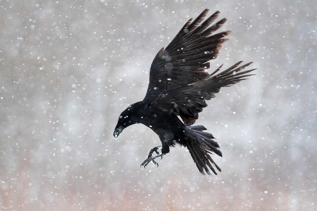 california crow hunting