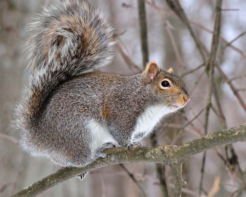 Gray Squirrel