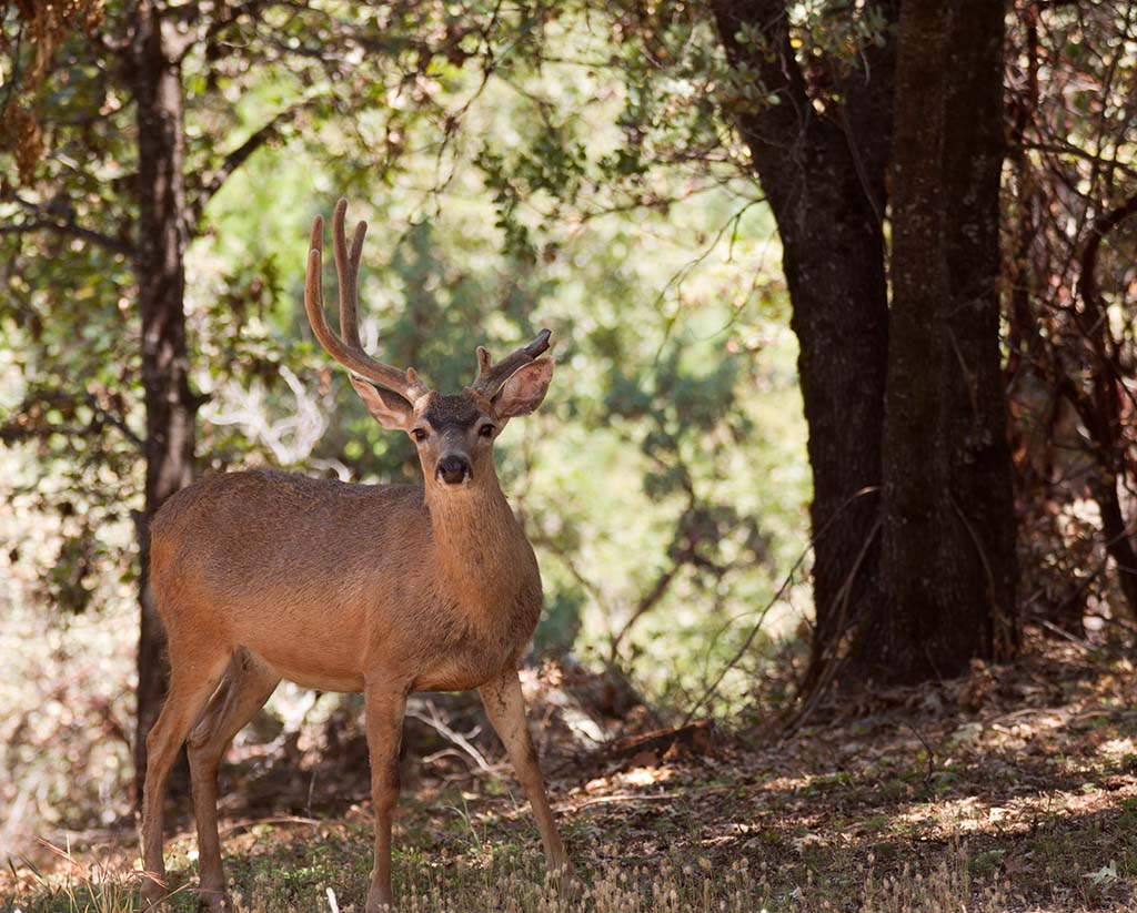 Blacktail Deer Hunting | Fin & Field