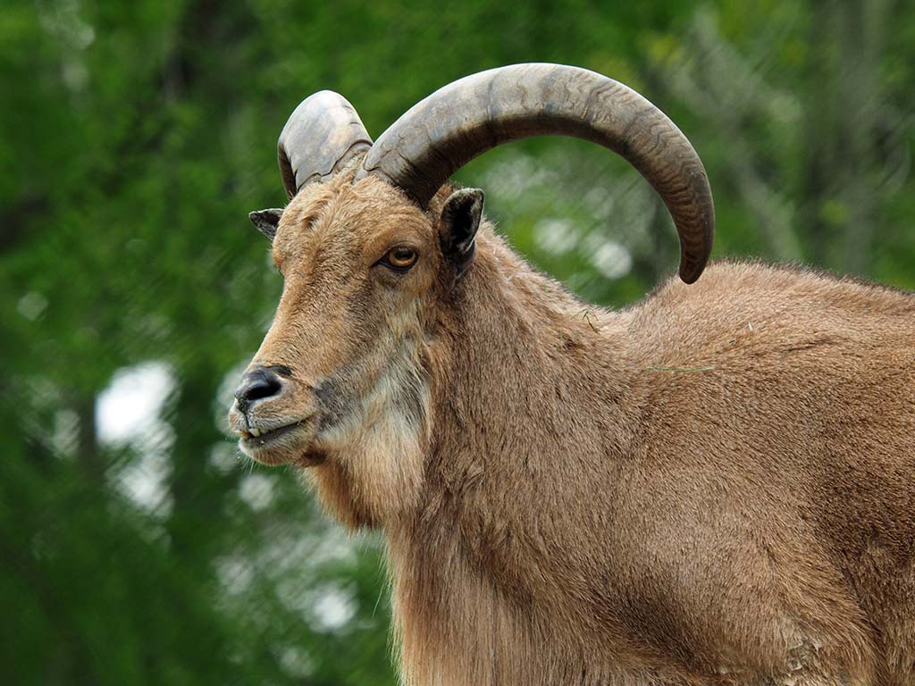 Barbary Sheep