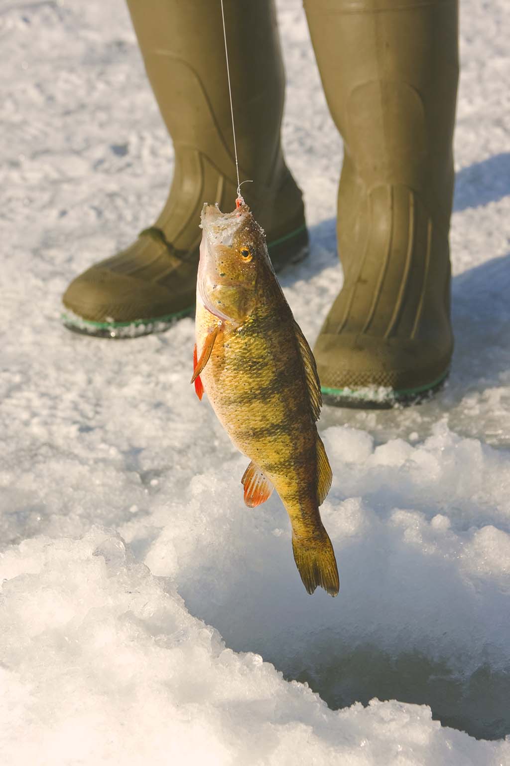 Yellow Perch Fishing Fin Field