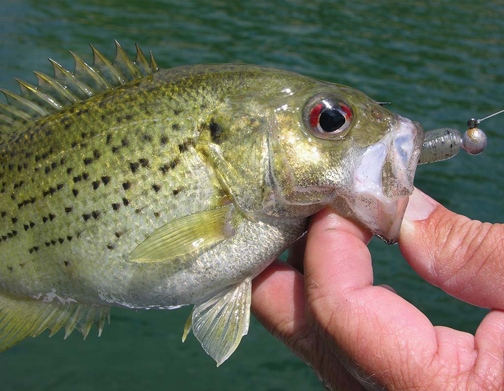 Rock Bass