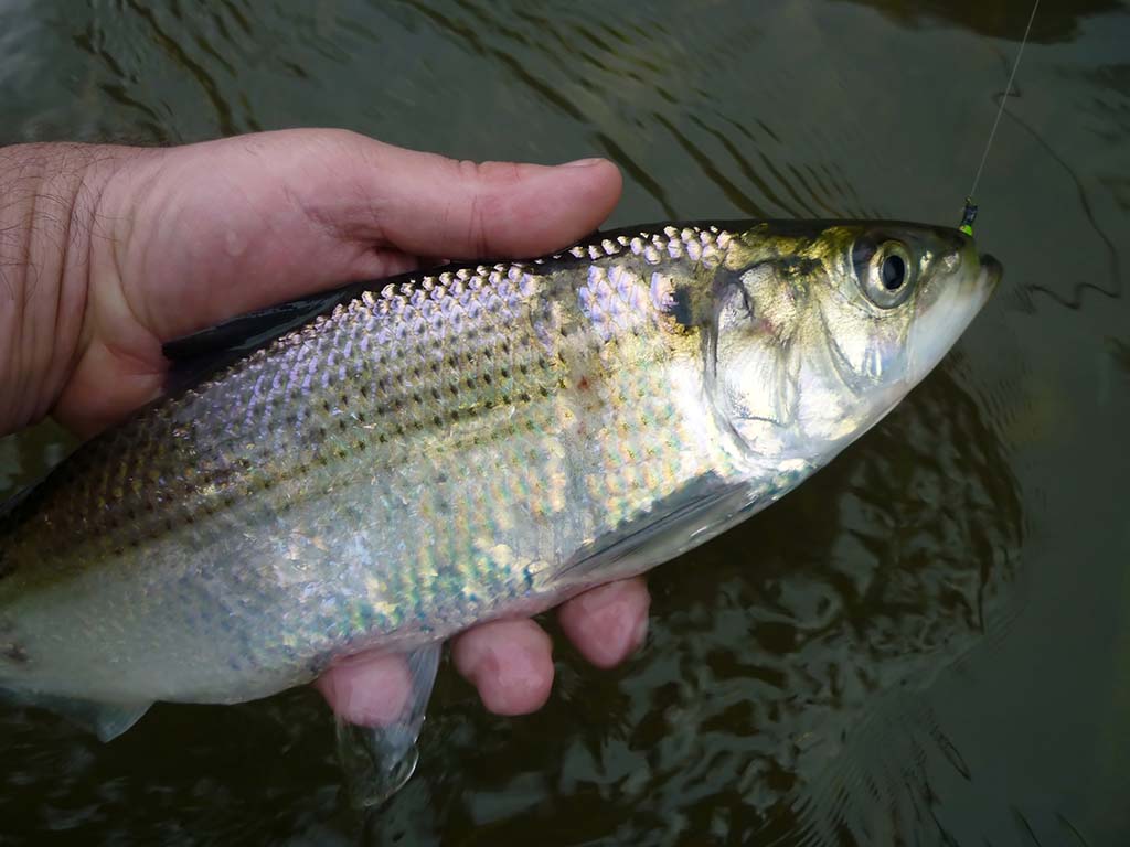 American Shad