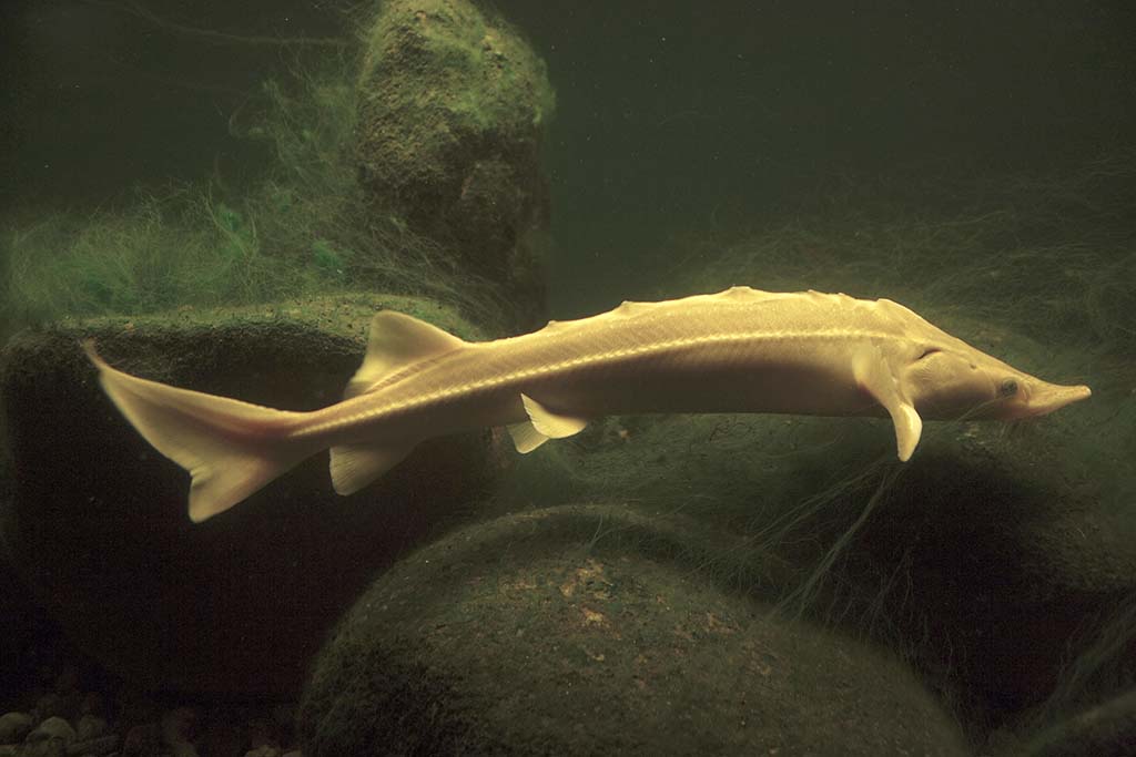 White Sturgeon