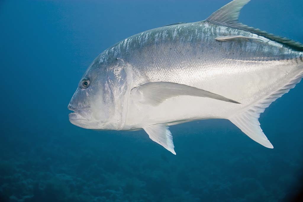 Giant Trevally