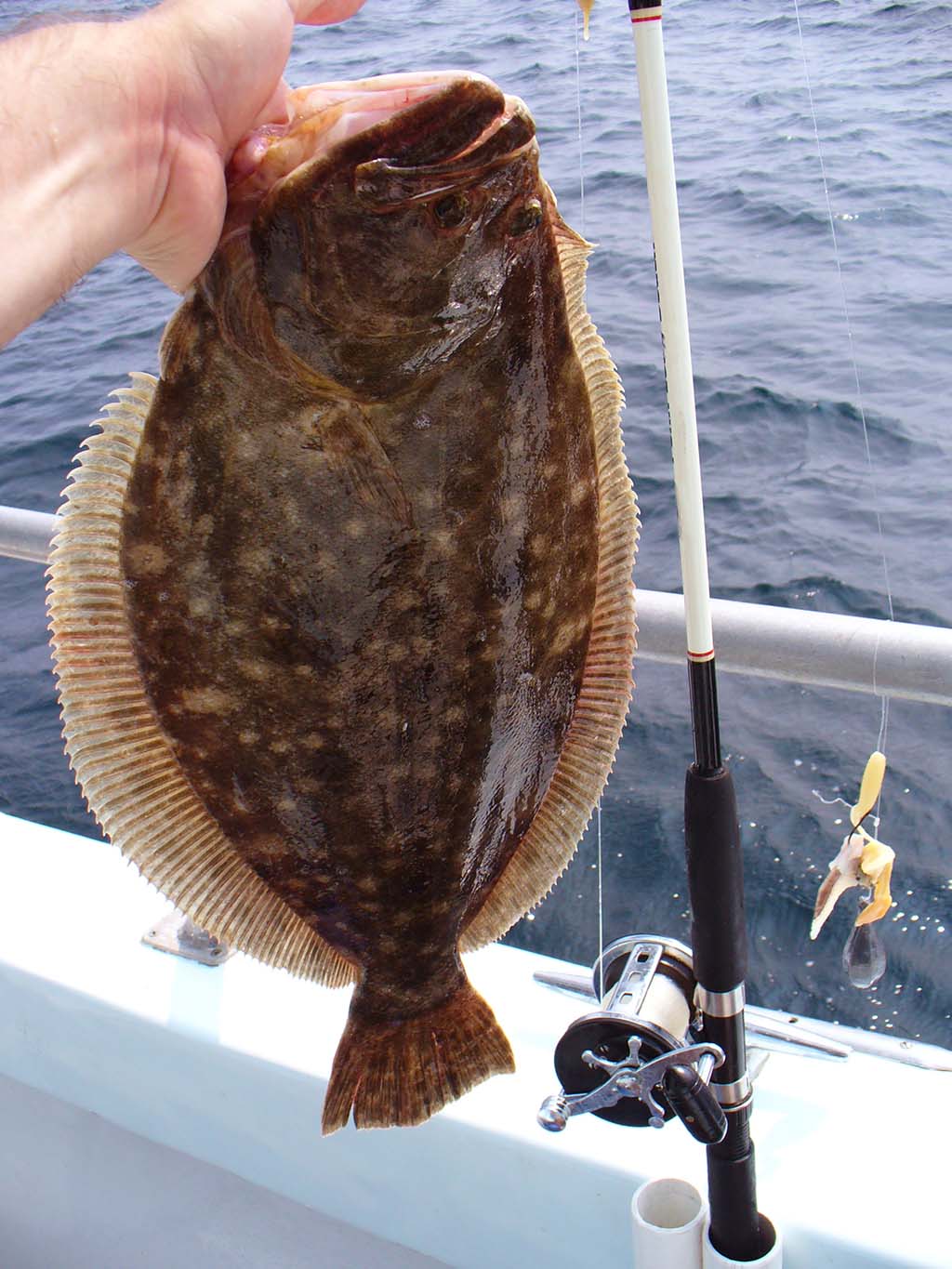 fluke vs flounder