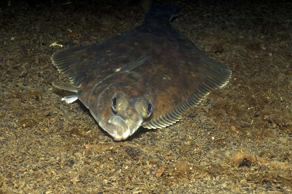 Flounder