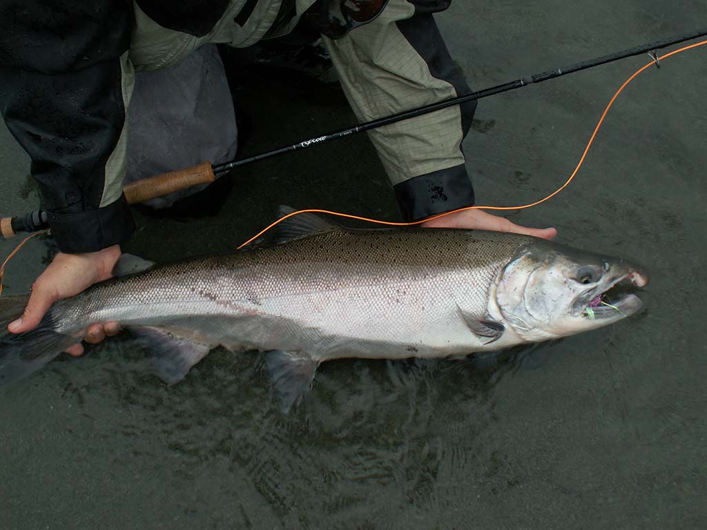 Chinook Salmon (King)