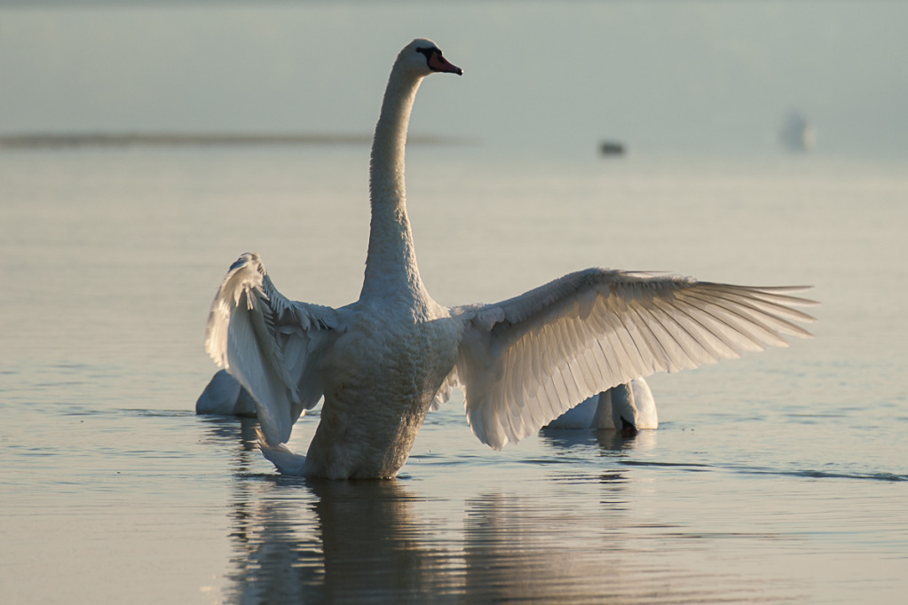 Tundra Swan