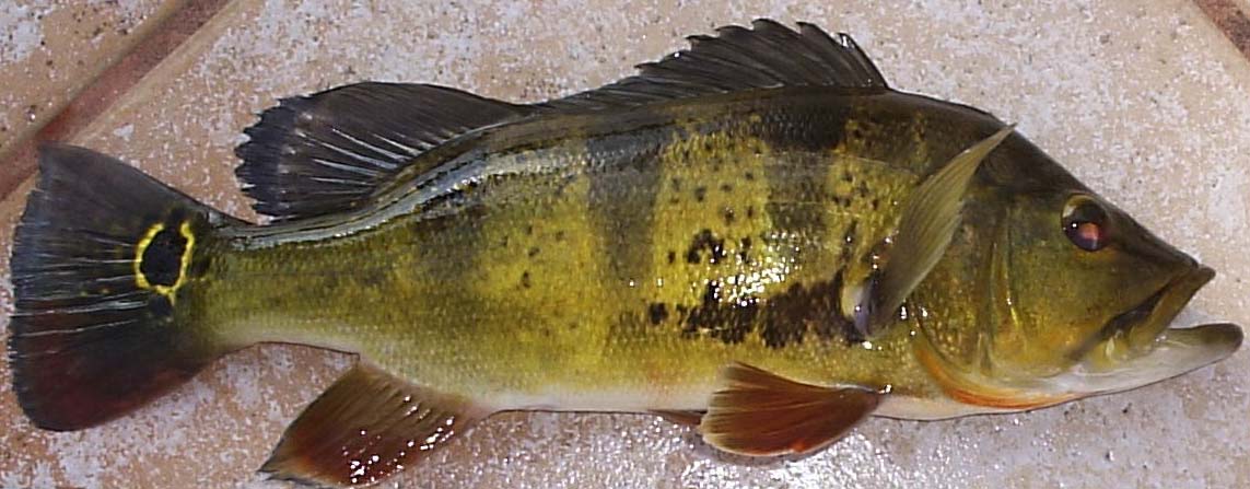 Peacock Bass (Butterfly Bass)