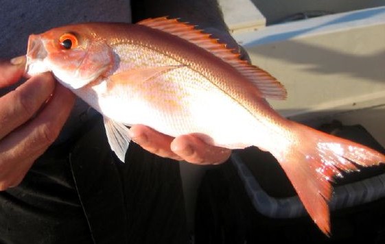 Vermilion Snapper