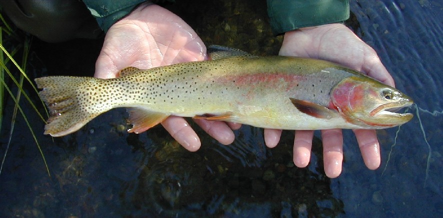 Yellowstone Cutthroat