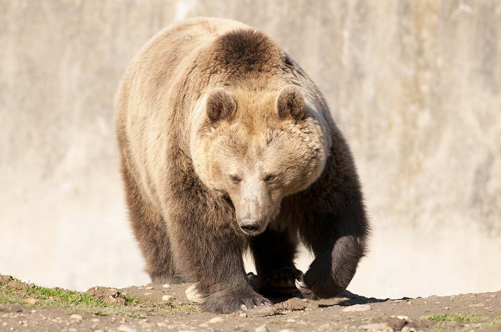 10-foot-tall 1,200-pound Brown Bear killed in Kodiak!